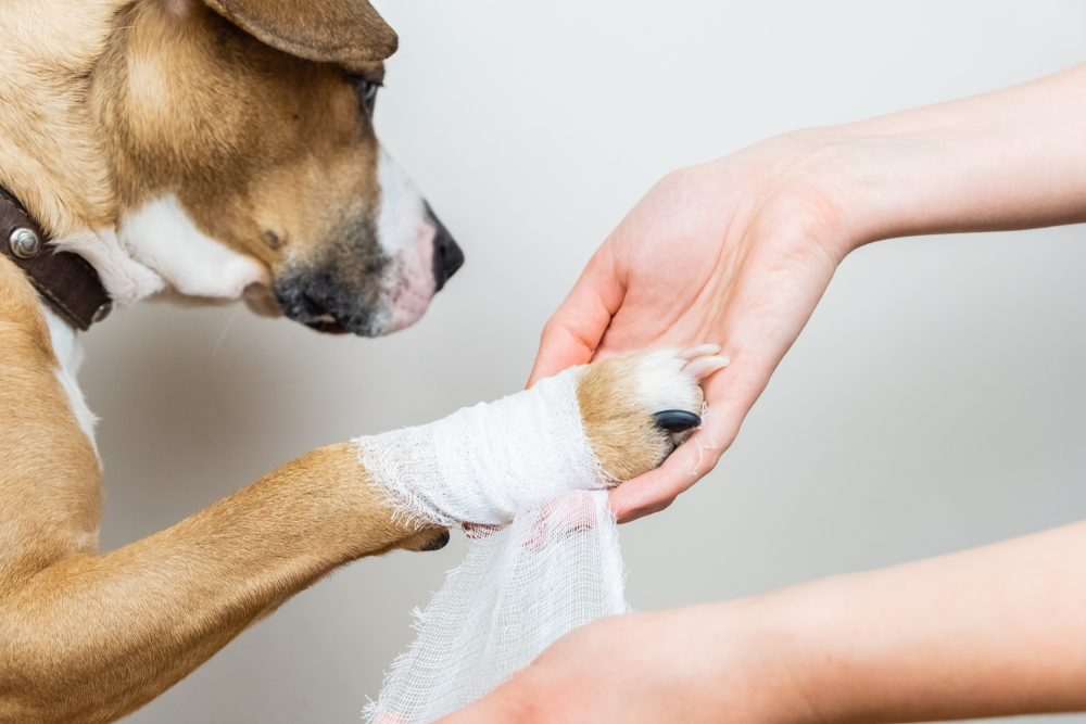 chien blessure