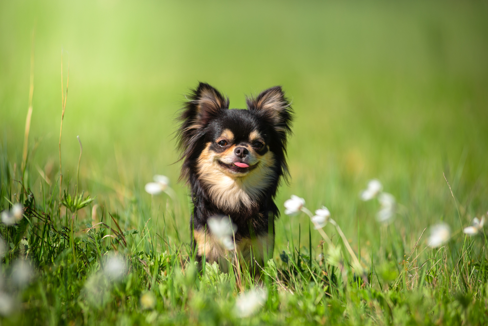 chihuahua