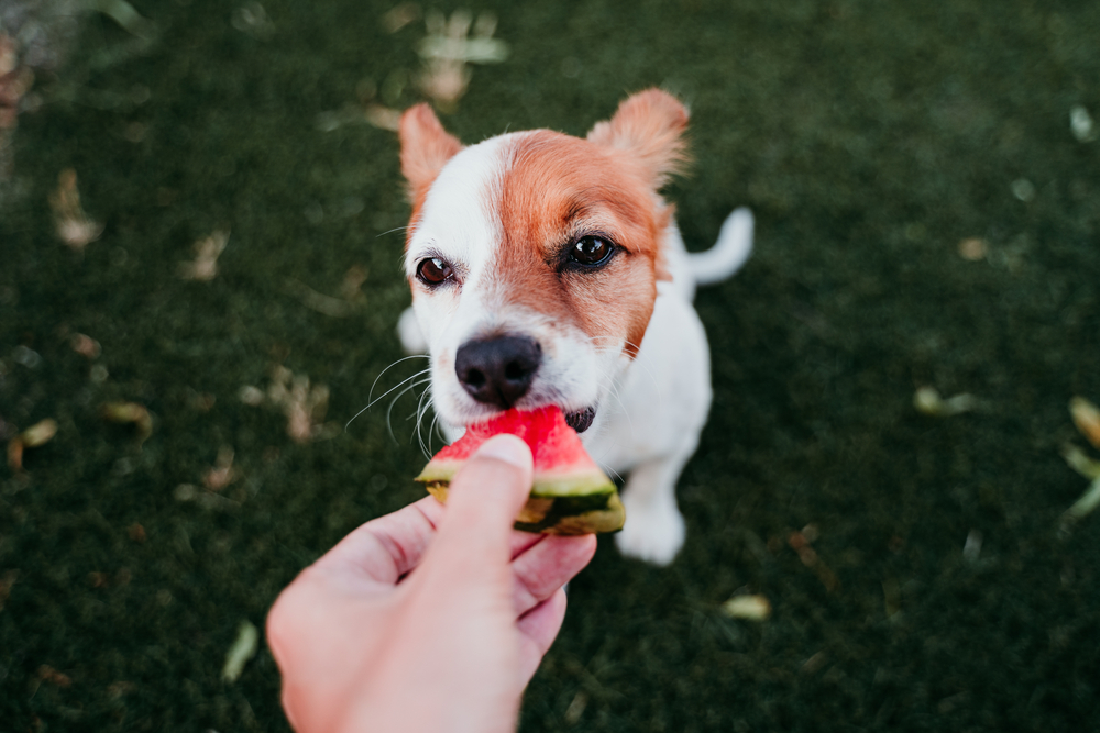 fruta para perro