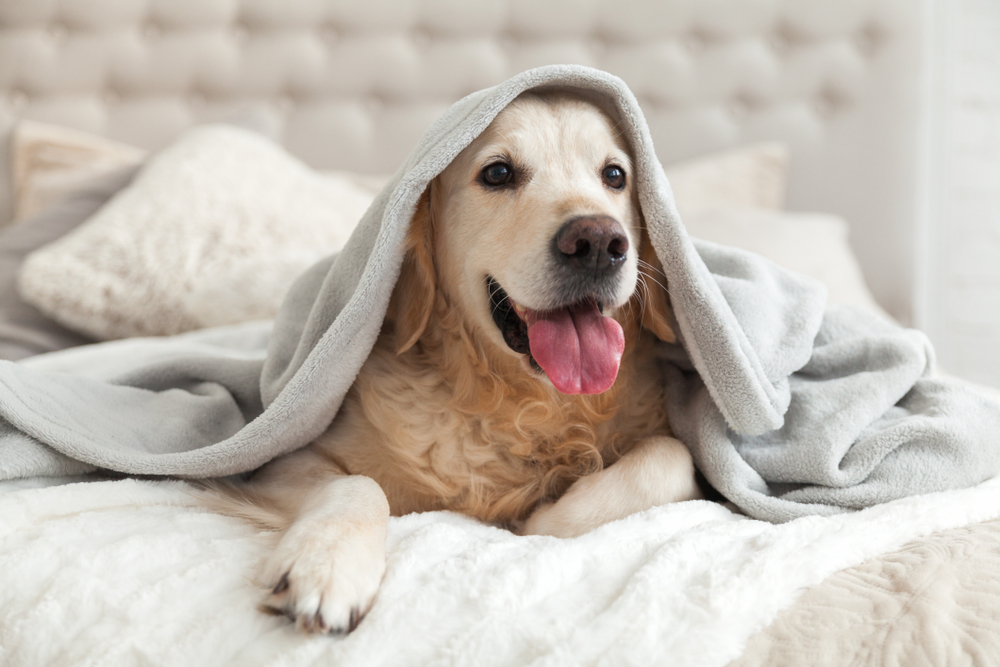 Happy,Smiling,Young,Golden,Retriever,Dog,Under,Light,Gray,Plaid