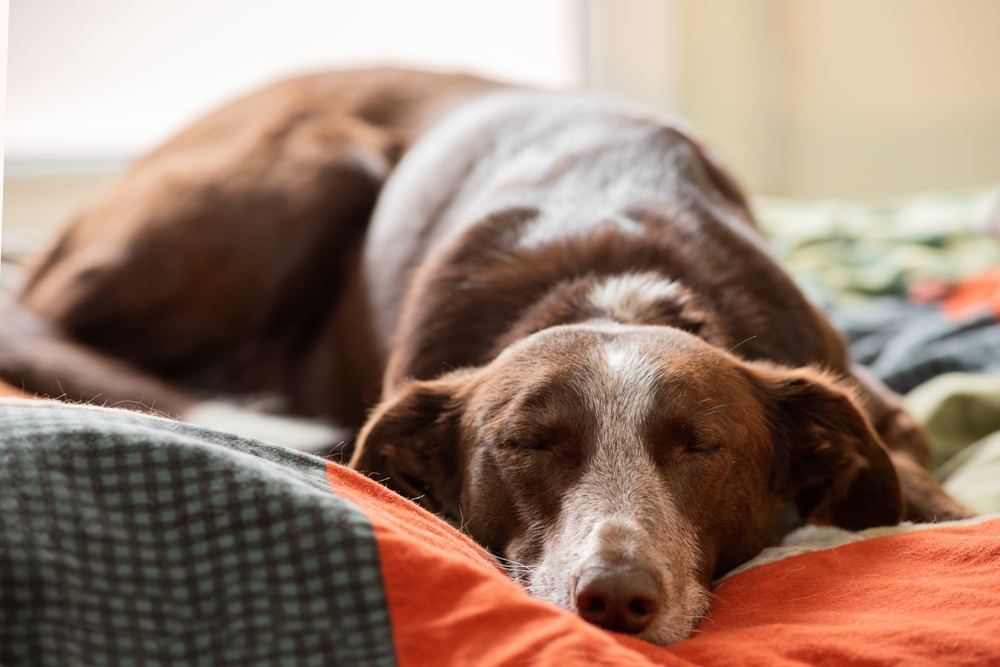 leptopirosi nel cane