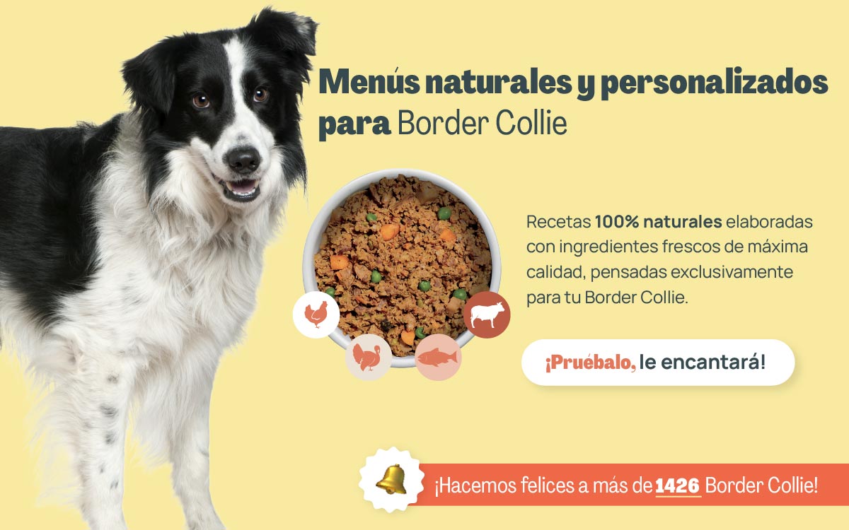 menu natural border collie