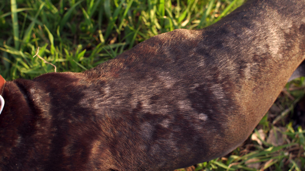 mycose chien