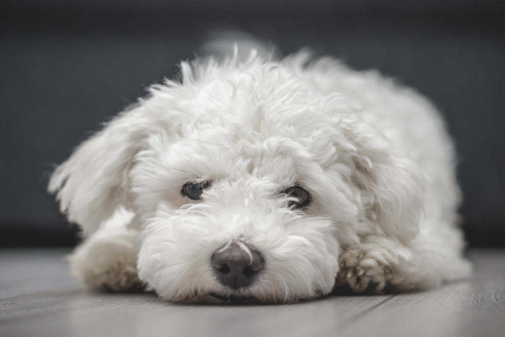 perro bichon frise