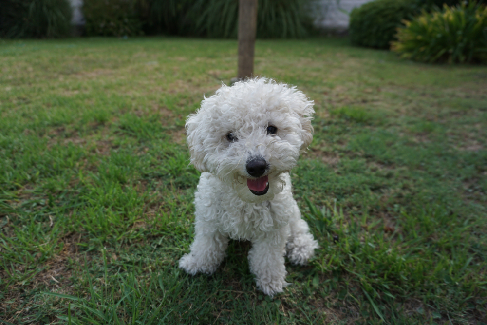 perro caniche