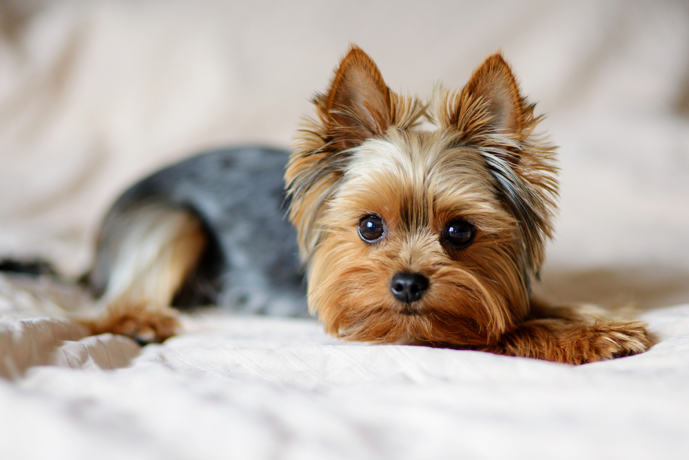 perro yorkshire