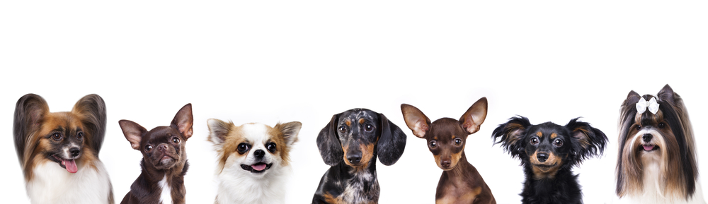 petites races chien