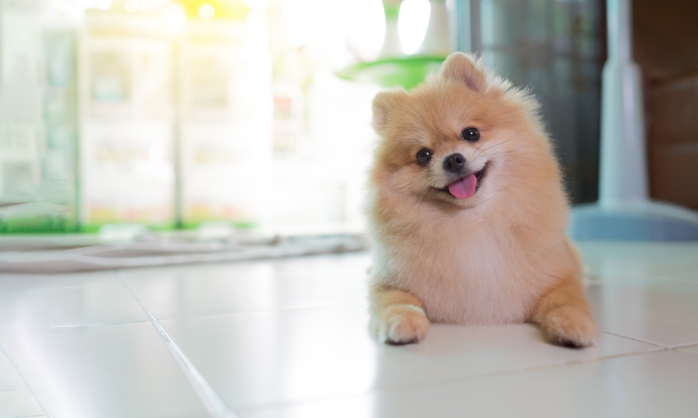 pomerania