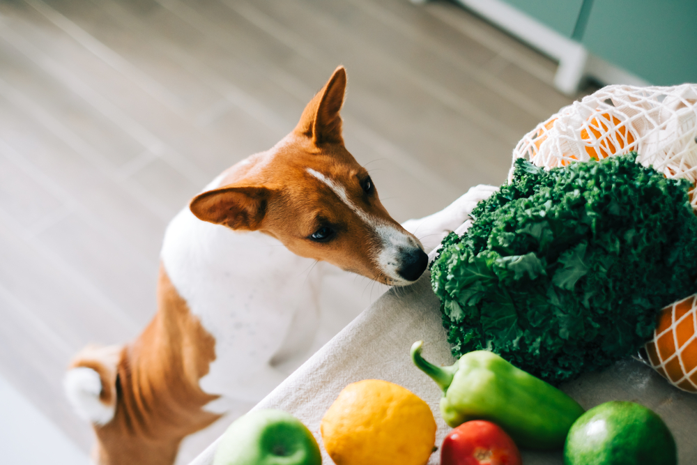 verduras para perros