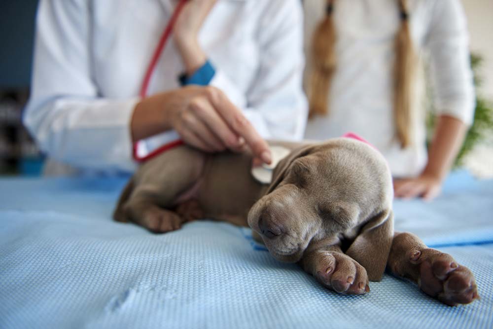 A che eta cani hanno maggiori parvovirus