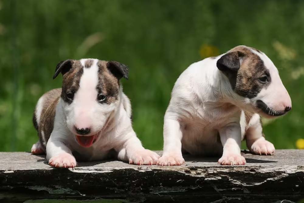Alimentacion Bull terrier ingles miniatura