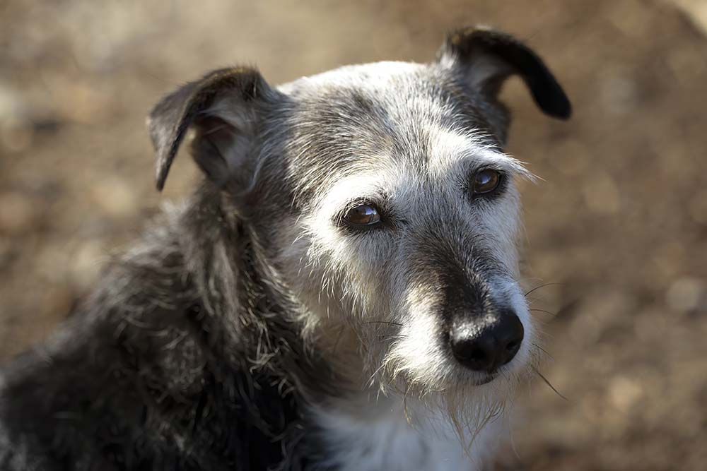 Alimenti da evitare nella dieta del tuo cane anziano