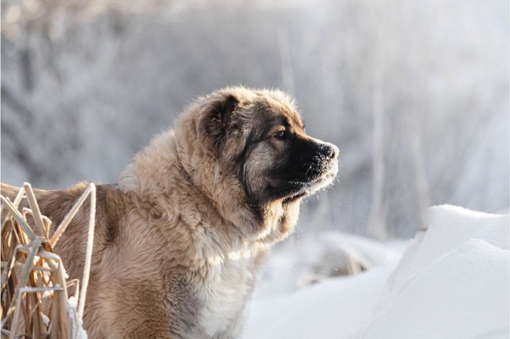 Aliments essentiels dans lalimentation du chien