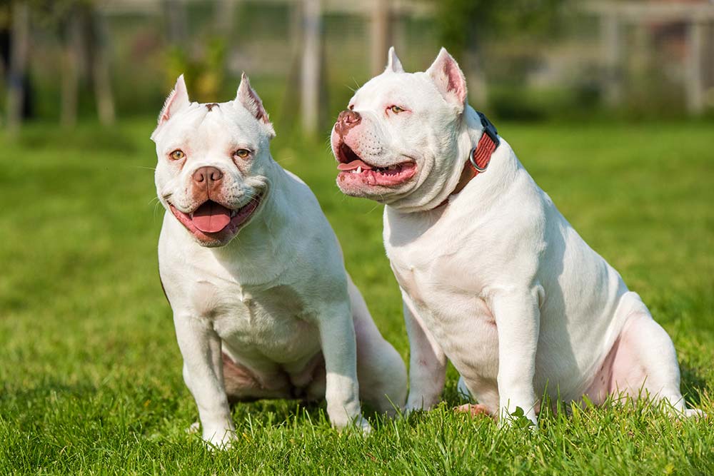 American bully caracteristicas cuidados alimentacion caracter