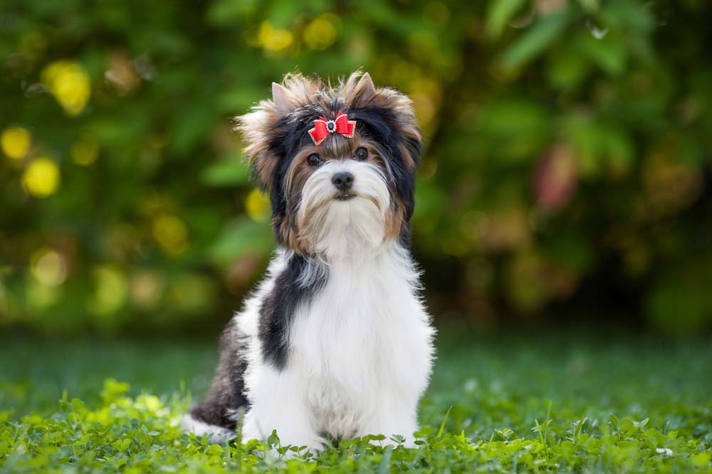 Biewer yorkshire terrier caracteristicas cuidados alimentación caracter