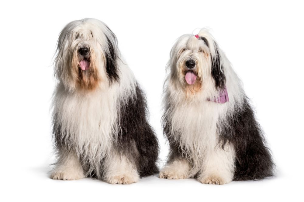 Bobtail