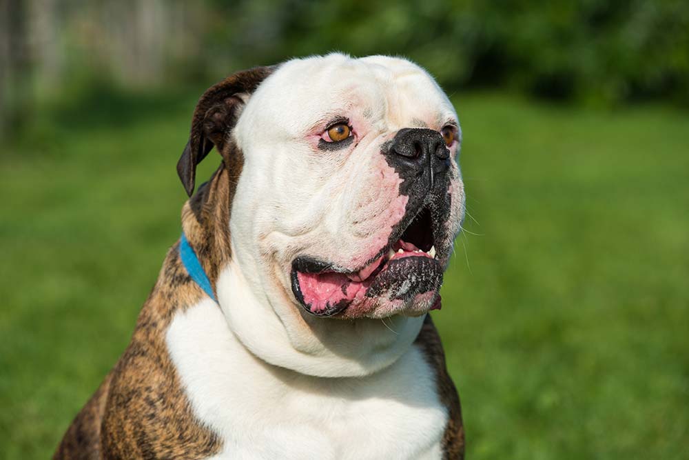 Bulldog americano caracteristicas cuidados alimentacion