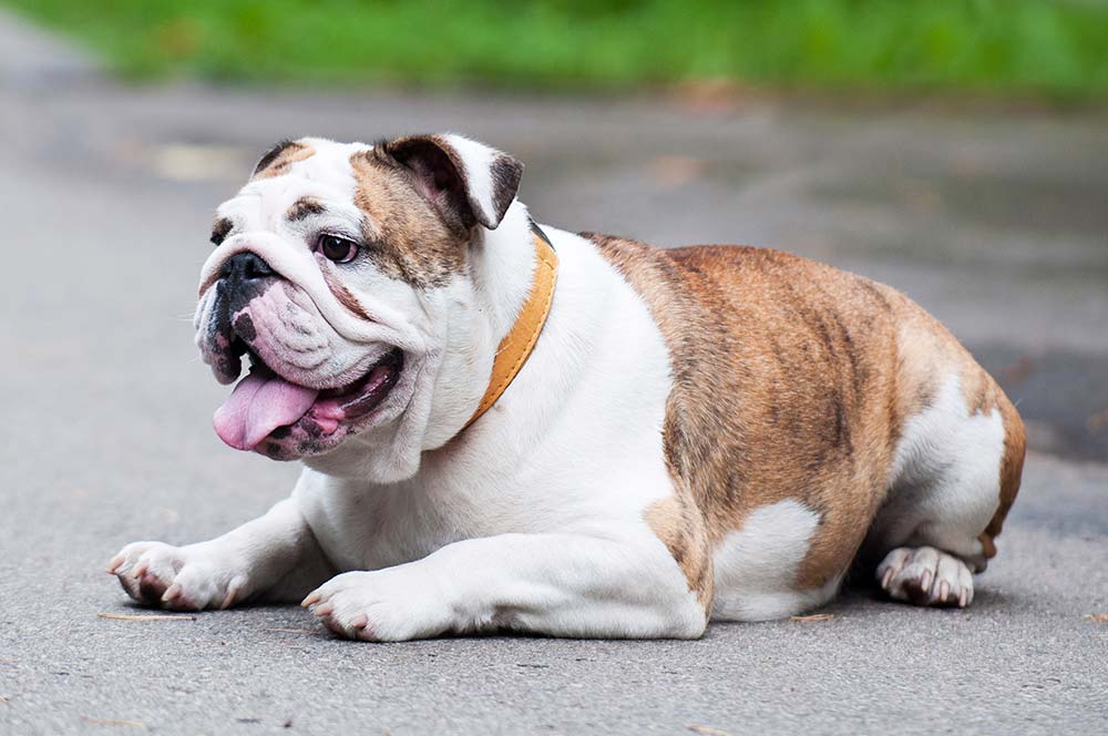 Bulldog ingles caracteristicas cuidados alimentacion caracter