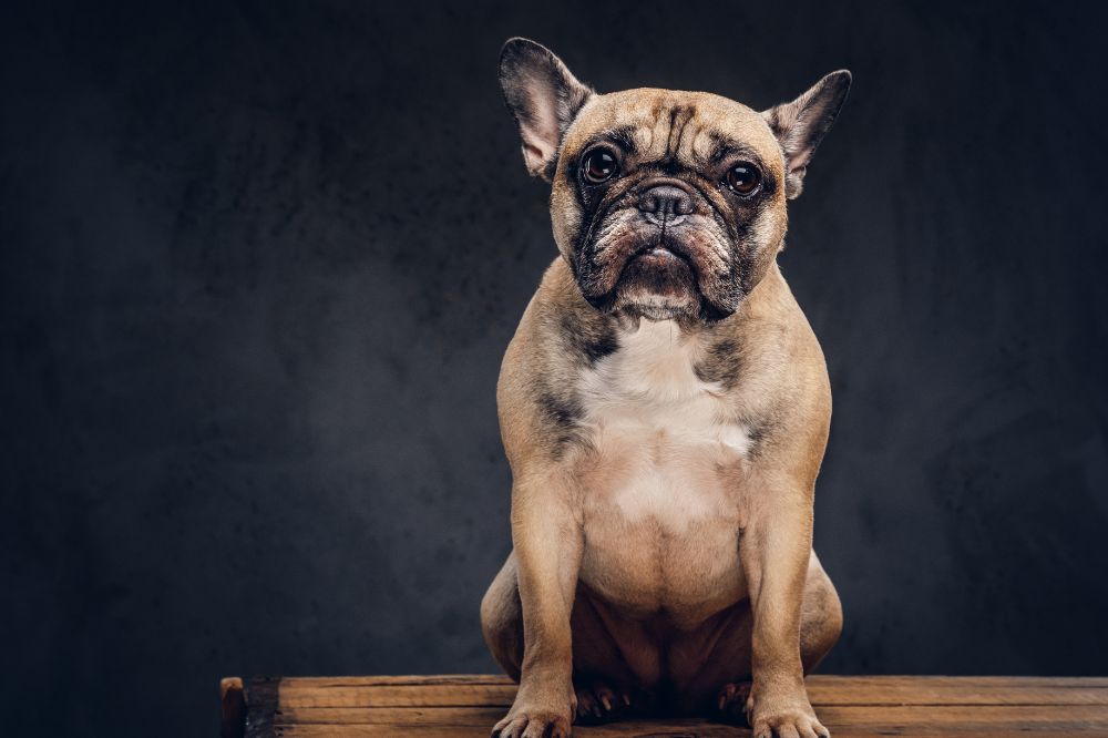 Bulldog