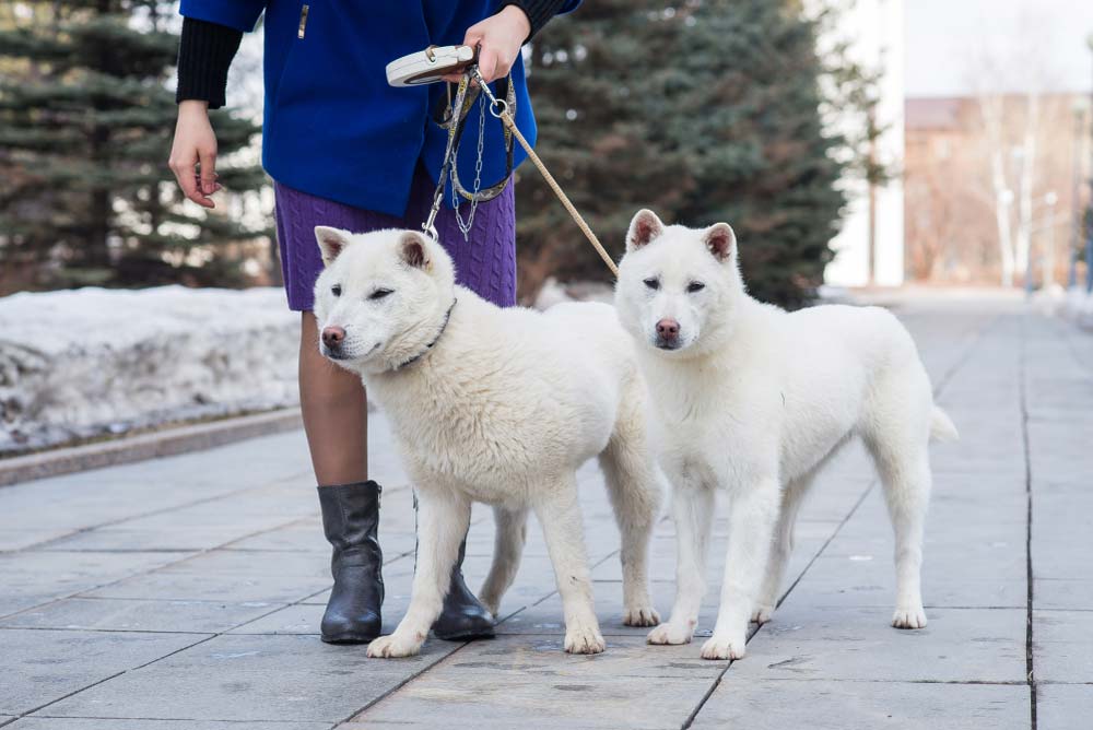 Caracter Kishu inu