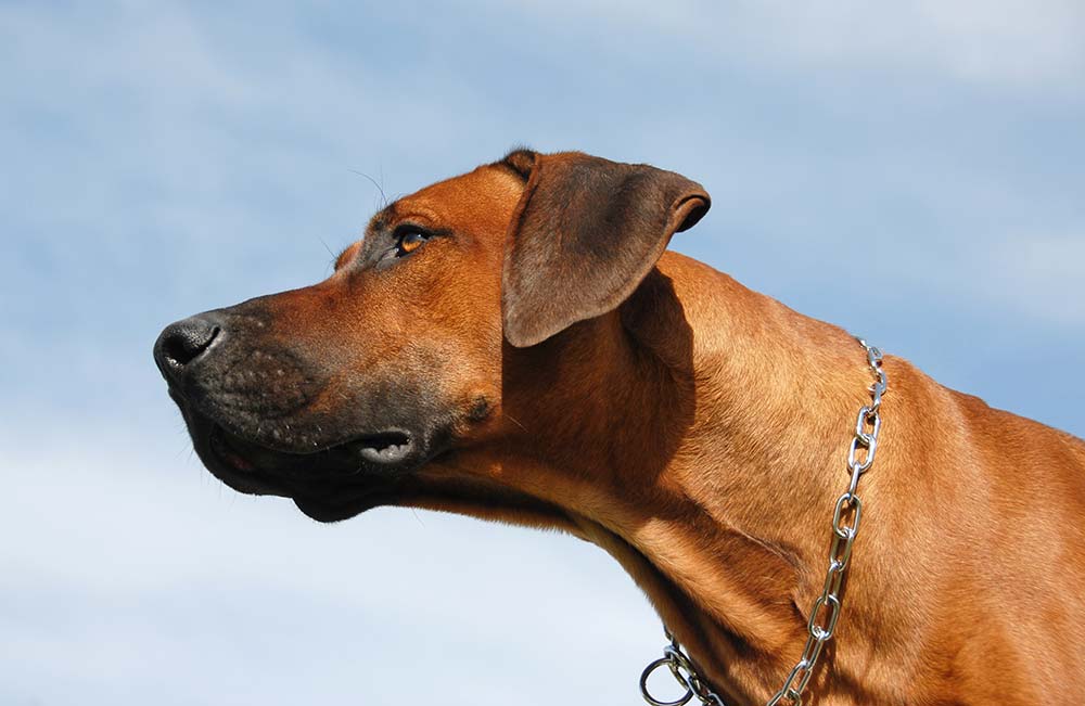 Caracter Perro crestado rodesiano