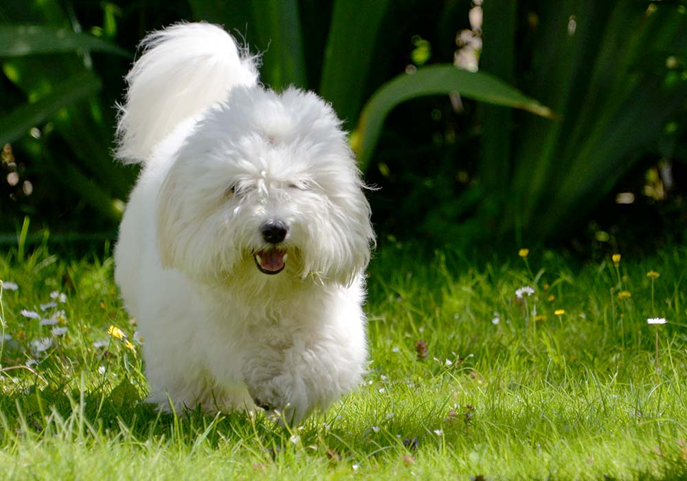 Caracter coton tulear