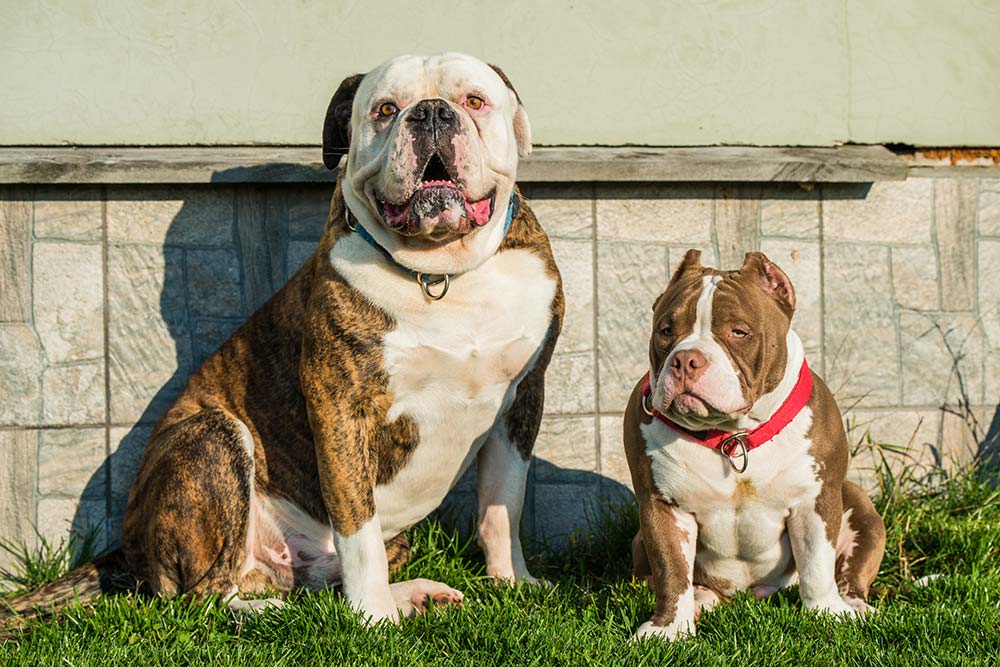 Caracter del Bulldog Americano