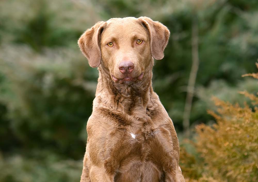 Caracter del Chesapeake bay retriever
