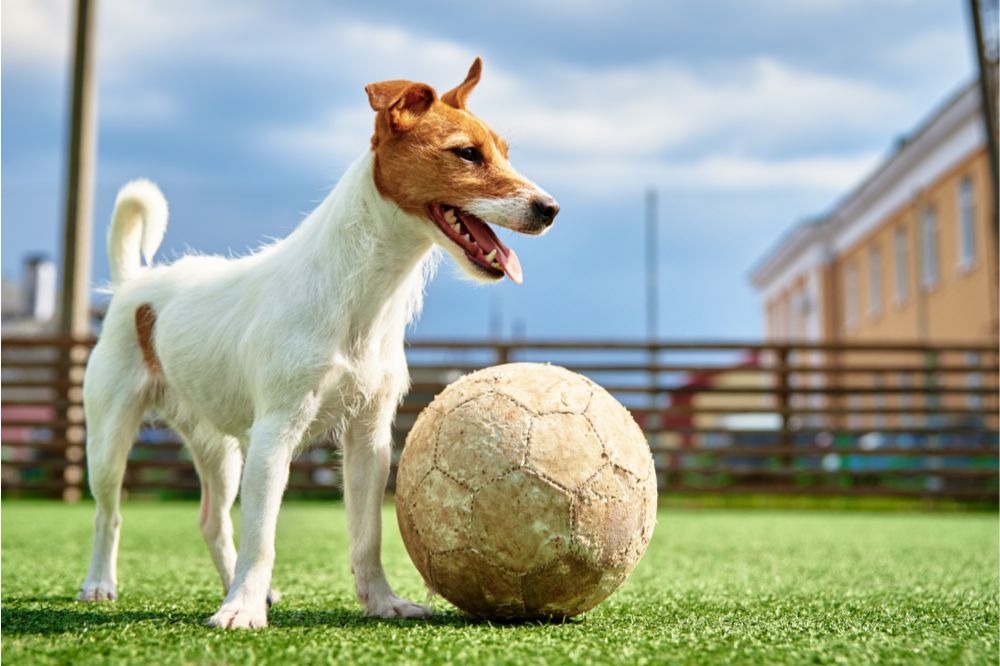 Caracter del Fox Terrier de pelo liso