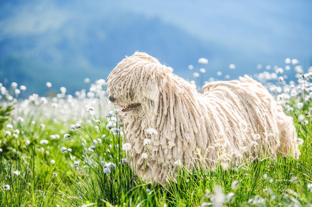 Caracter del Komondor