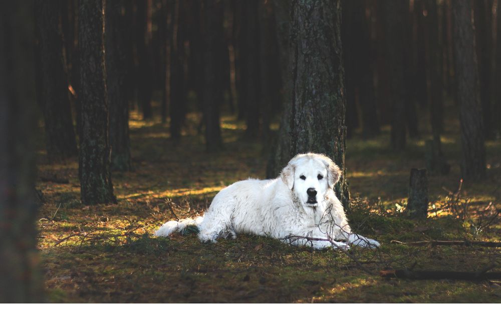 Caracter del Kuvasz