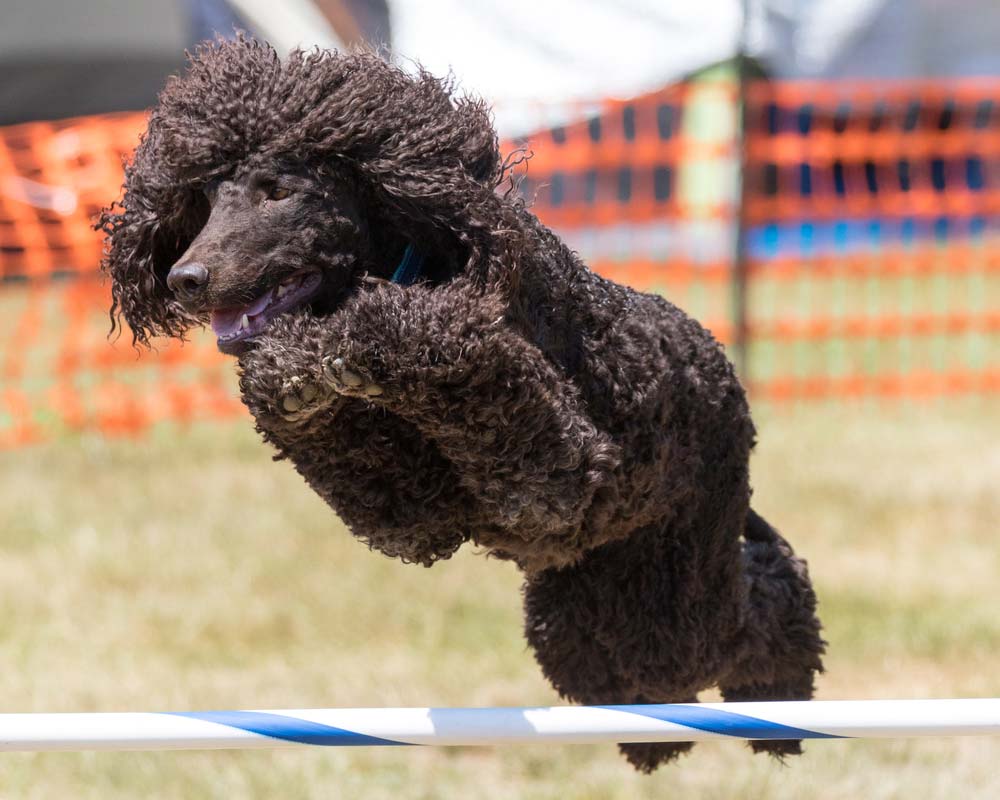 Caracter del Perro de agua irlandes