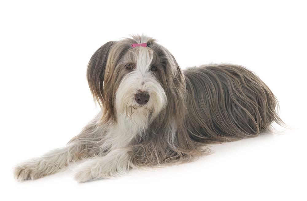 Caracter del collie barbudo