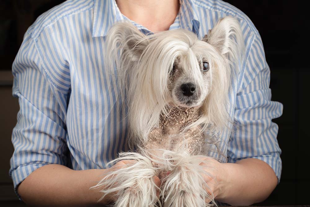 Caracter del perro crestado chino