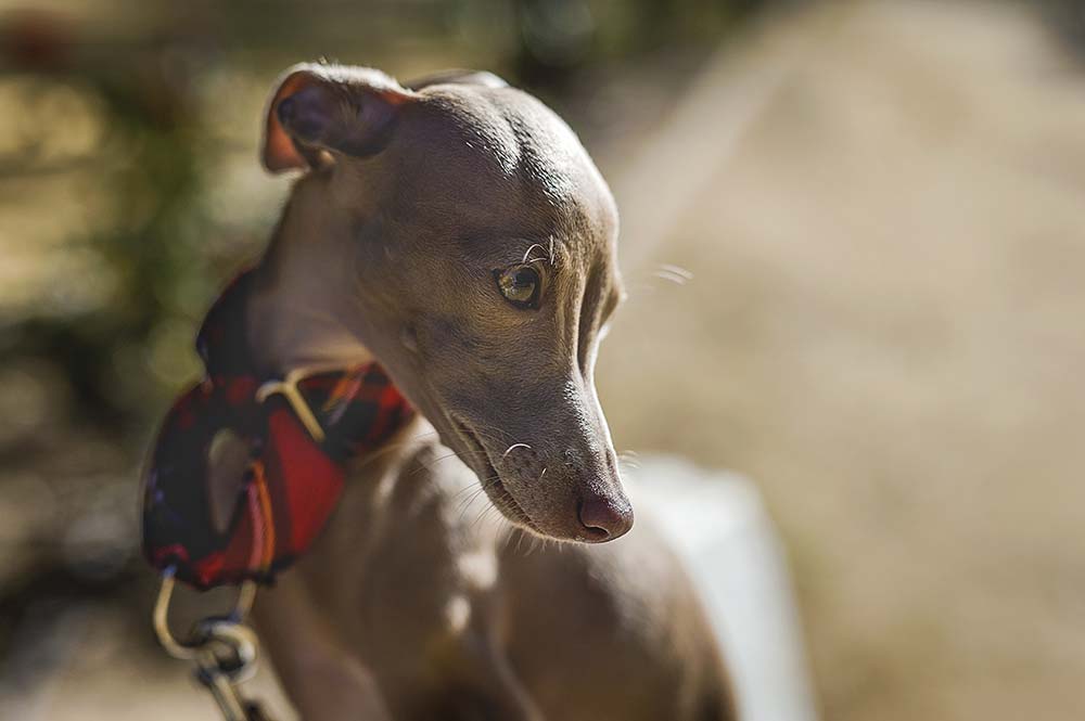 Caracter galgo italiano