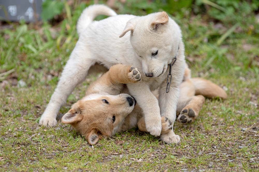 Caracter perro jindo coreano