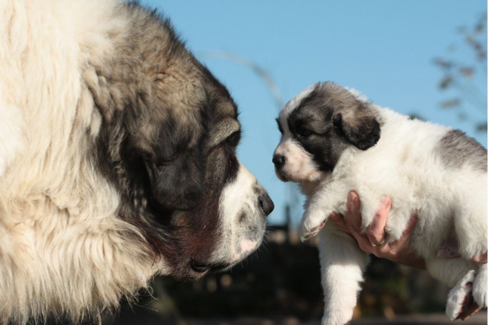 Caractere et temperament du chien