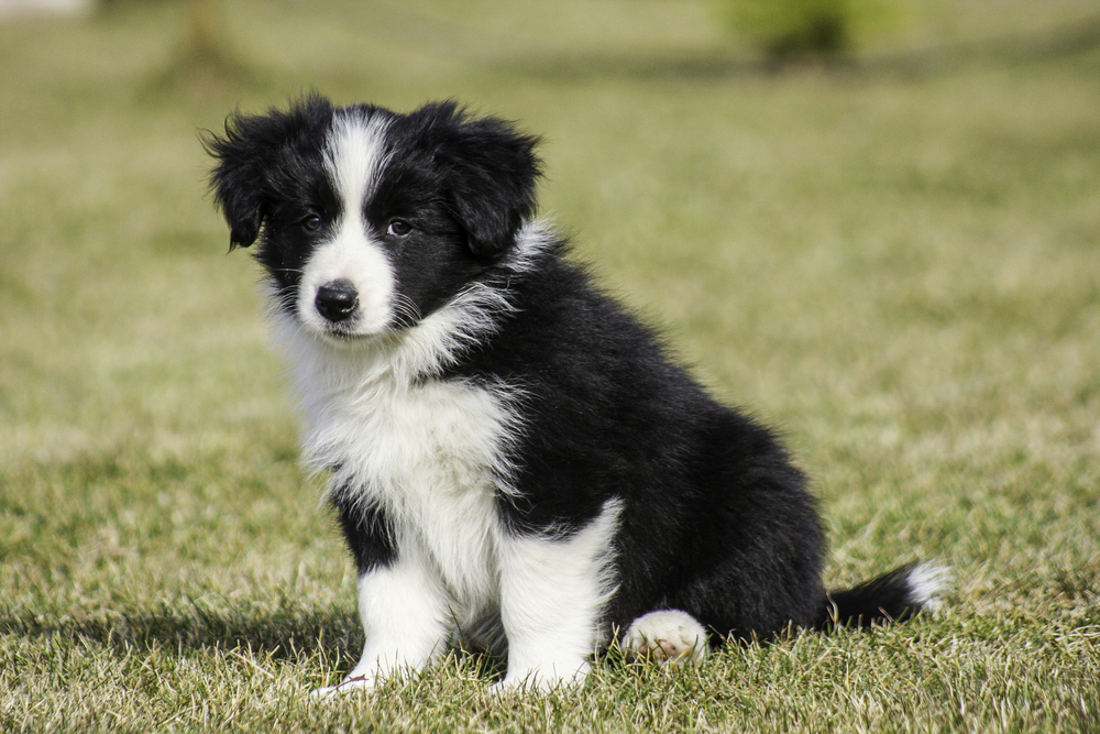 Border,Collie,Puppy