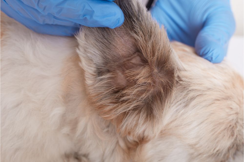 Causas del cancer de piel en perros