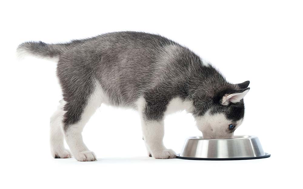 Cause di intolleranza alimentare nei cani