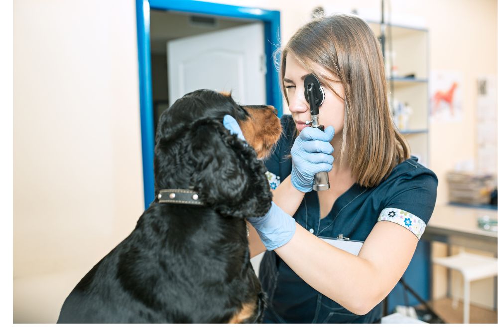 Causes de la maladie de la cornee chez les chiens