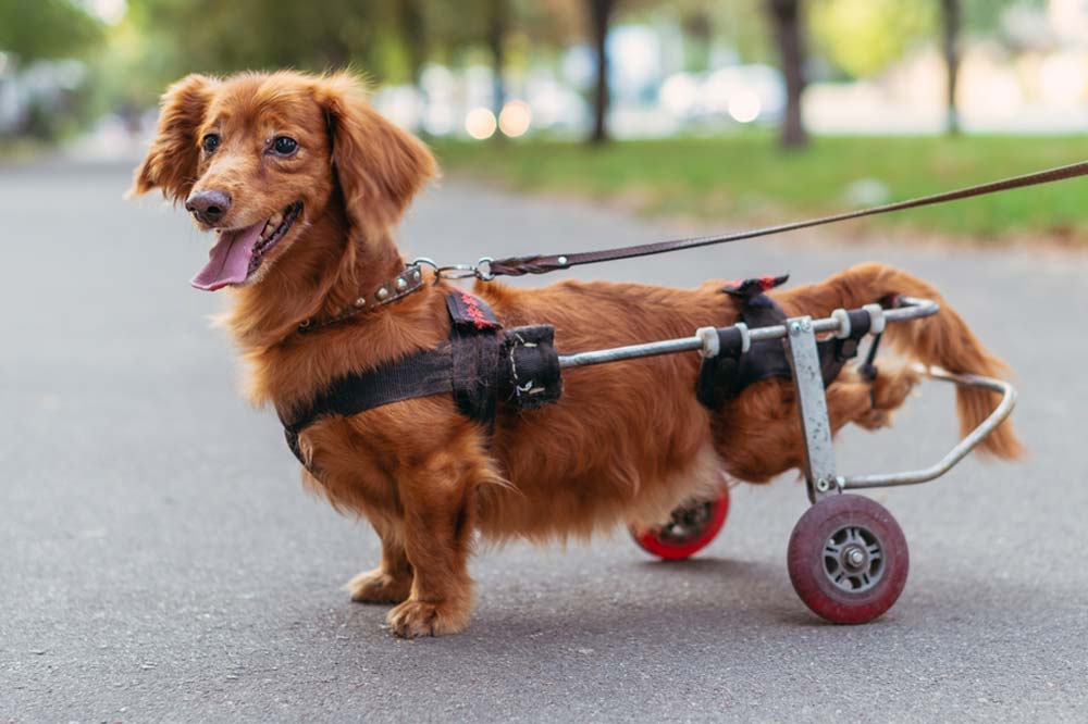 Come prevenire il cedimento delle zampe posteriori del tuo cane