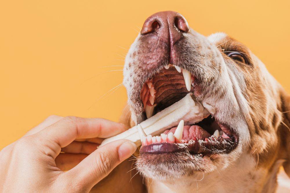 Comment choisir le meilleur Limportance de la qualite et de la securitepour votre chien