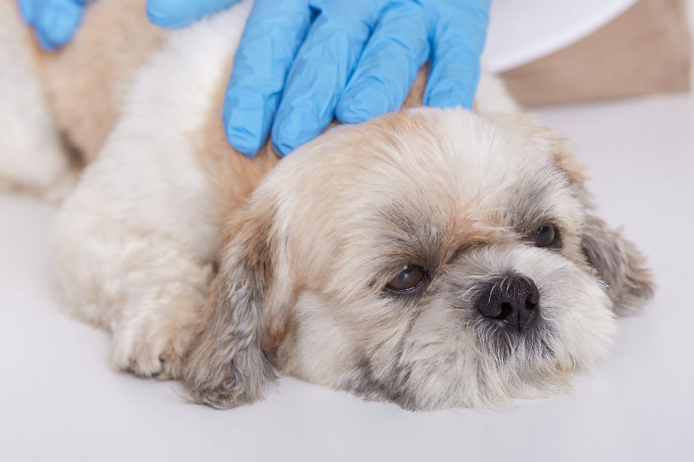 Comment prevenir la maladie de la prostate chez les chiens