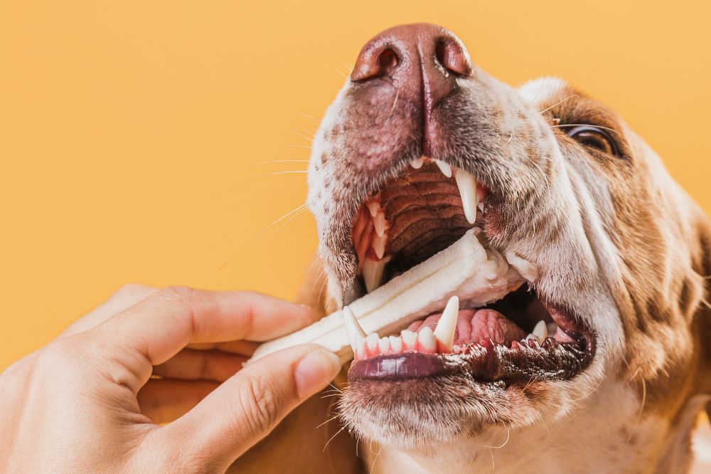 Comment prevenir lintoxication chez les chiens