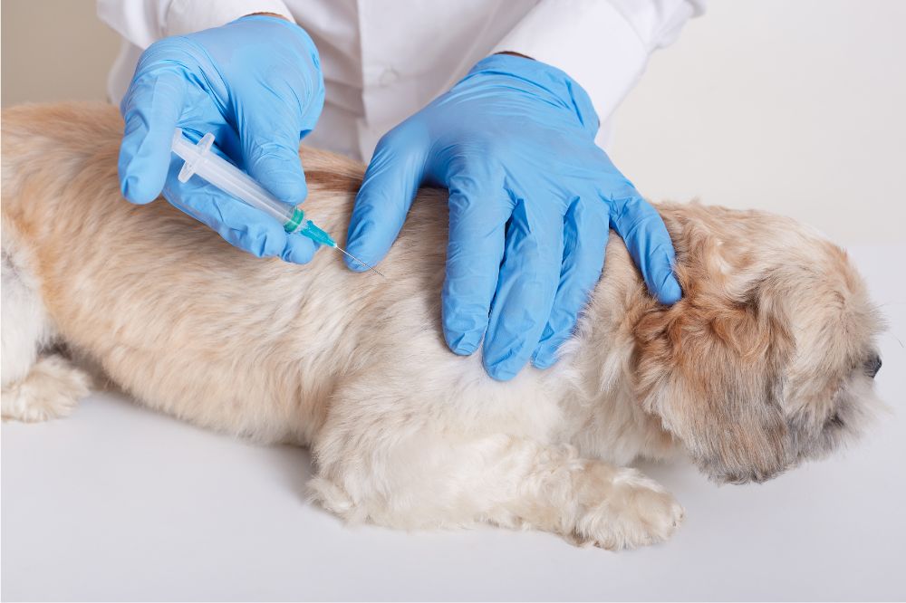 Conclusiones y recomendaciones finales sobre el cancer en perros