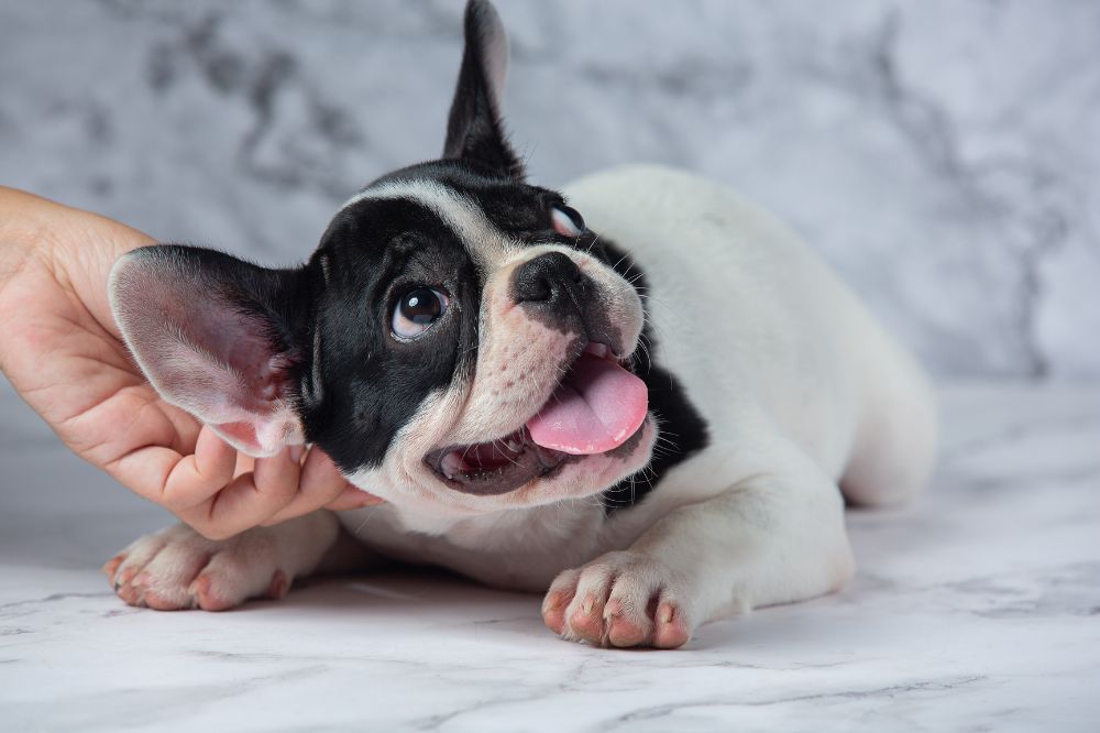 Conclusiones y recomendaciones finales sobre las garrapatas en perros