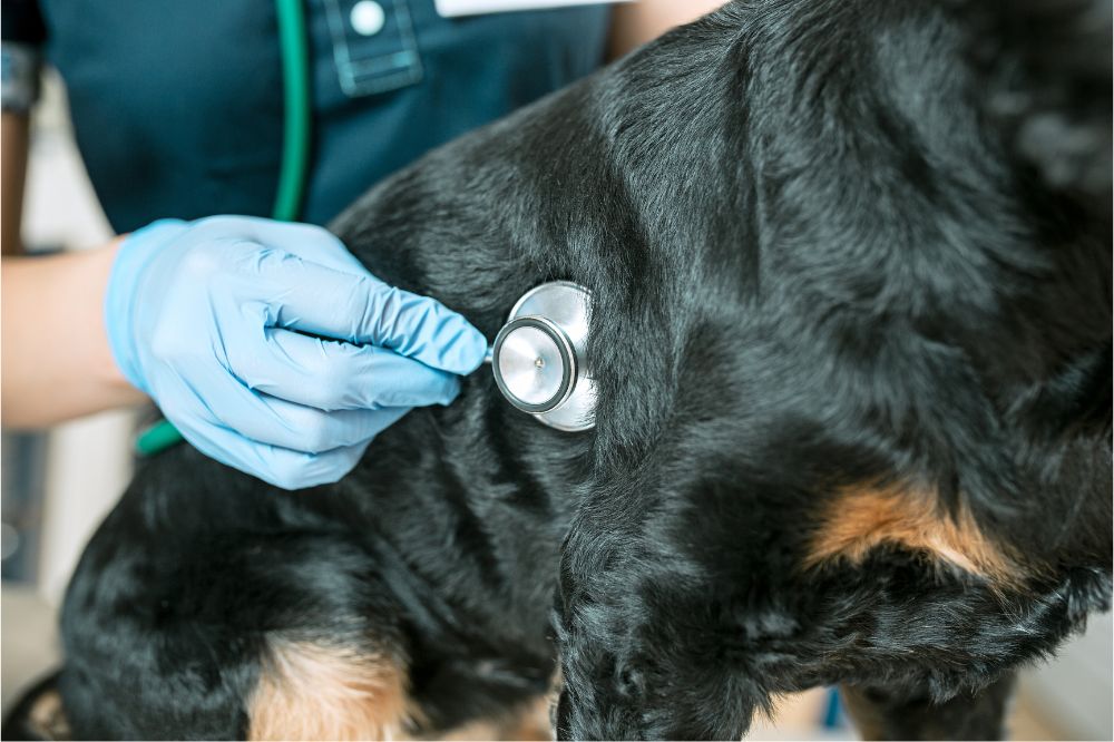 Conclusiones y recomendaciones finales sobre los vomitos en perros