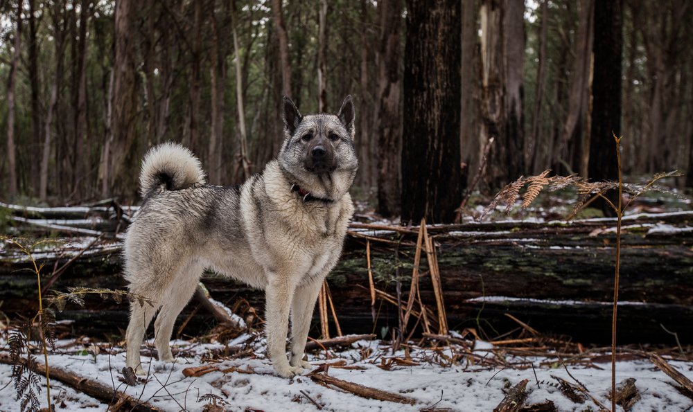 Norwegian,Elkhound,Dog,In,Natural,Environment