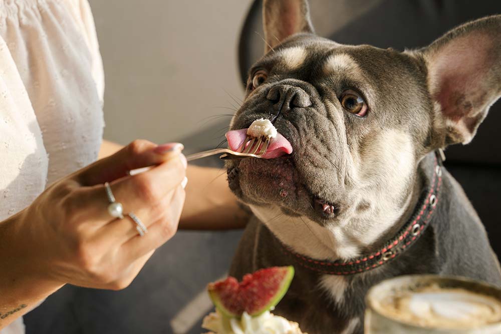 Cosa dovrebbe contenere cibo di un cucciolo